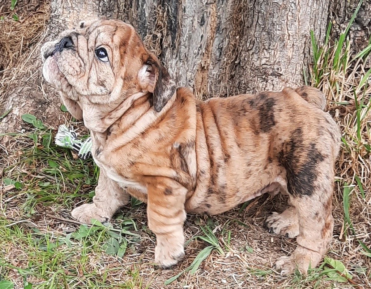 Akc english deals bulldog puppies